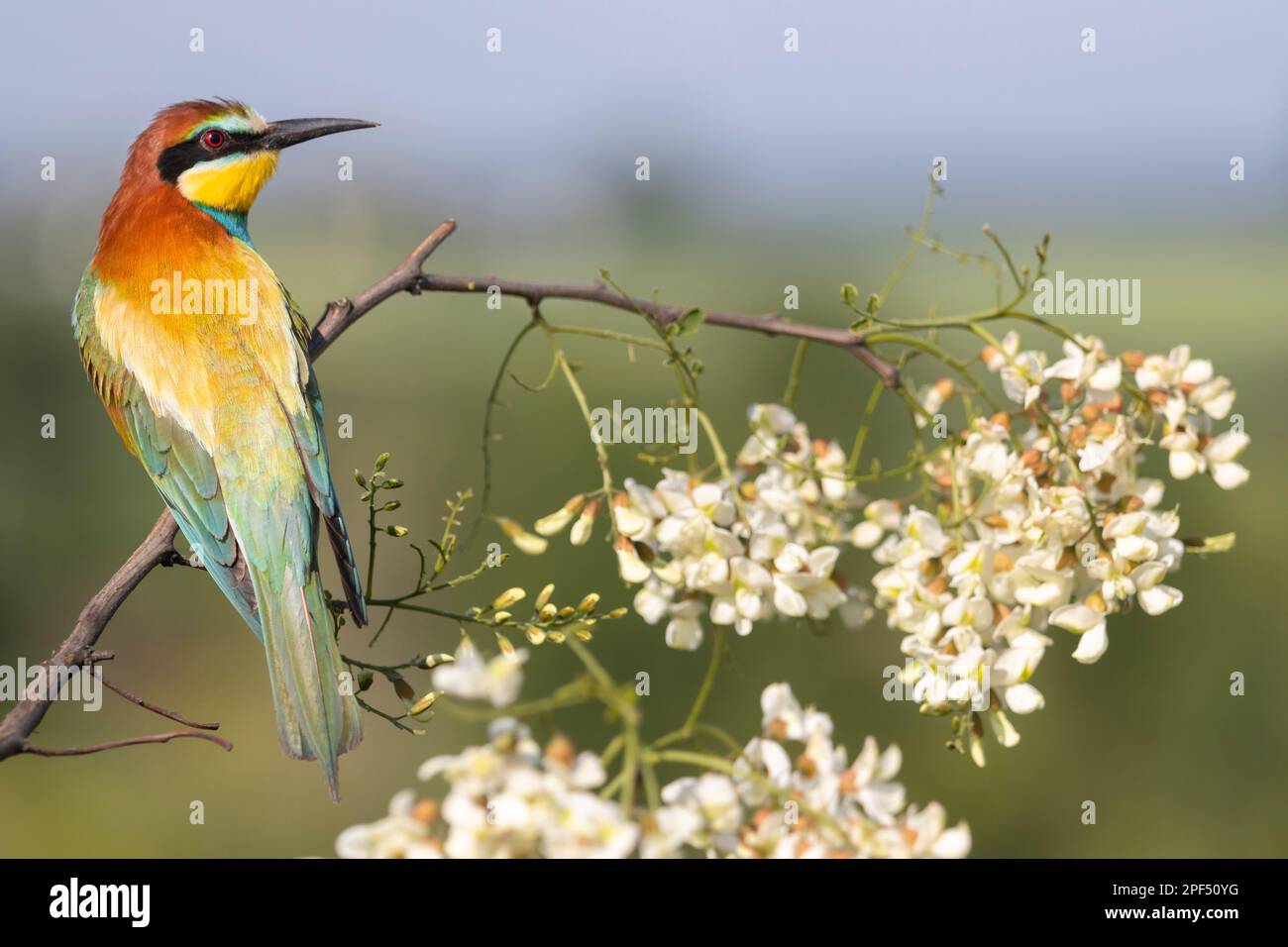 Wunderschöner bunter Vogel auf einem blühenden Ast Stockfoto