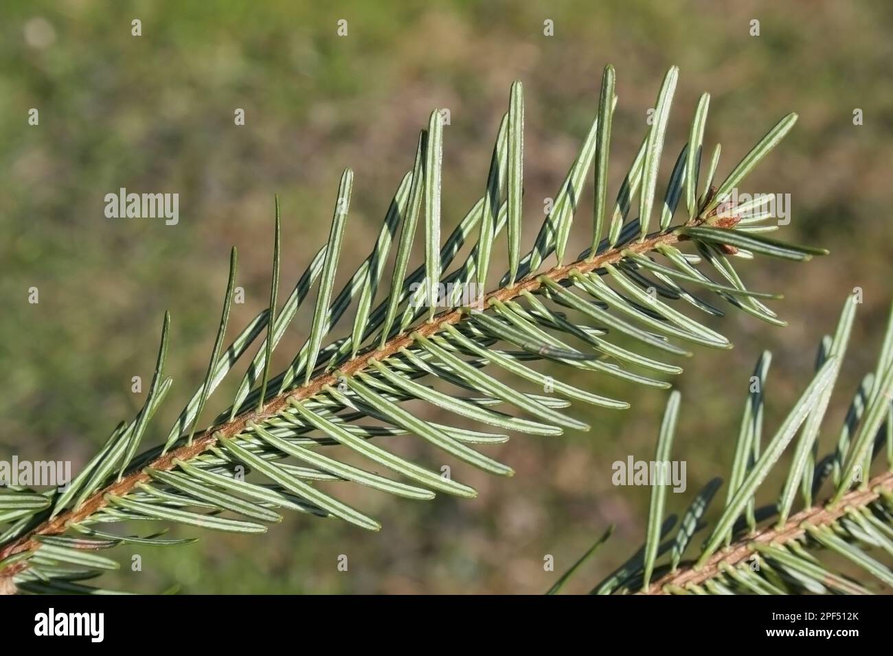 Nordmann Fir (Abies nordmanniana) Nahaufnahme der Unterseite der Nadeln, kommerziell angebauter weihnachtsbaum, Suffolk, England, Großbritannien Stockfoto