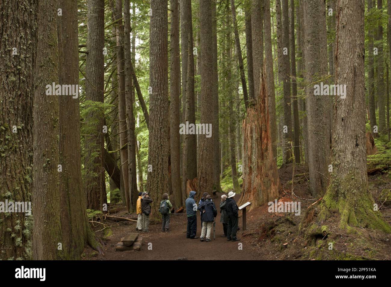 Westliche Schiertfleckenfichte (Tsuga heterophylla) und westliche rote Zedern (Thuja plicata) Dschungelhabitat mit Touristengruppe, Mount Rainier Stockfoto