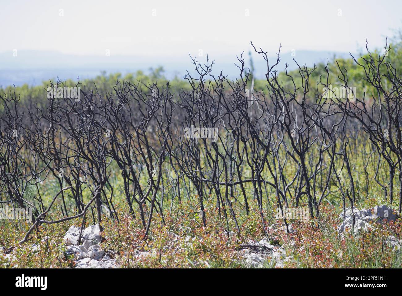 Kermes Eiche (Quercus coccifera) regeneriert sich nach einem Brand im Garrigue Habitat, nahe Minerve, Herault, Languedoc-Roussillon, Frankreich Stockfoto