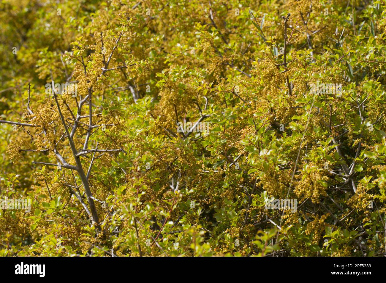 Kermes Eiche (Quercus coccifera), Steich Eiche, Familie Buche, Kermes Eiche Nahaufnahme der Blätter und Montagne de la Clape, Aude, Languedoc-Roussillon, Frankreich Stockfoto