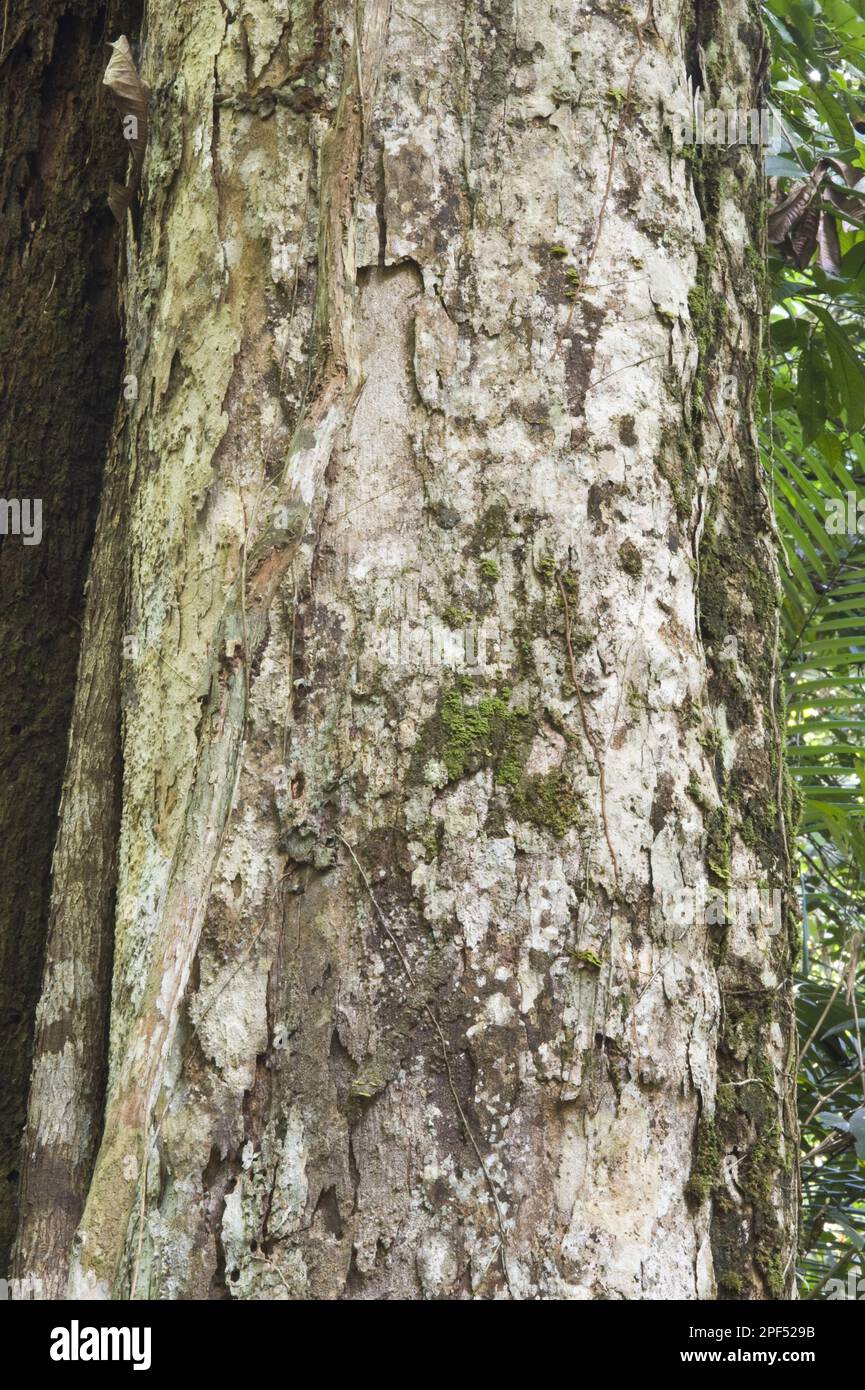 GreenHeart (Chlorocardium rodiei) Nahaufnahme des Rumpfes, Iwokrama Regenwald, Guayana Shield, Guyana Stockfoto