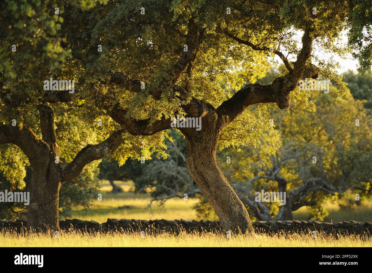 Holm Oak (Quercus ilex) Gewohnheit, dehesa Habitat im späten Abendsonnenlicht, Spanien Stockfoto
