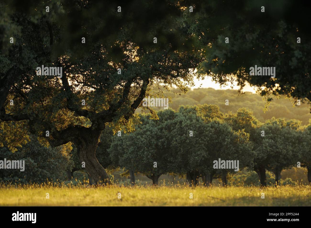 Holm Oak (Quercus ilex) Gewohnheit, dehesa Habitat im späten Abendsonnenlicht, Spanien Stockfoto