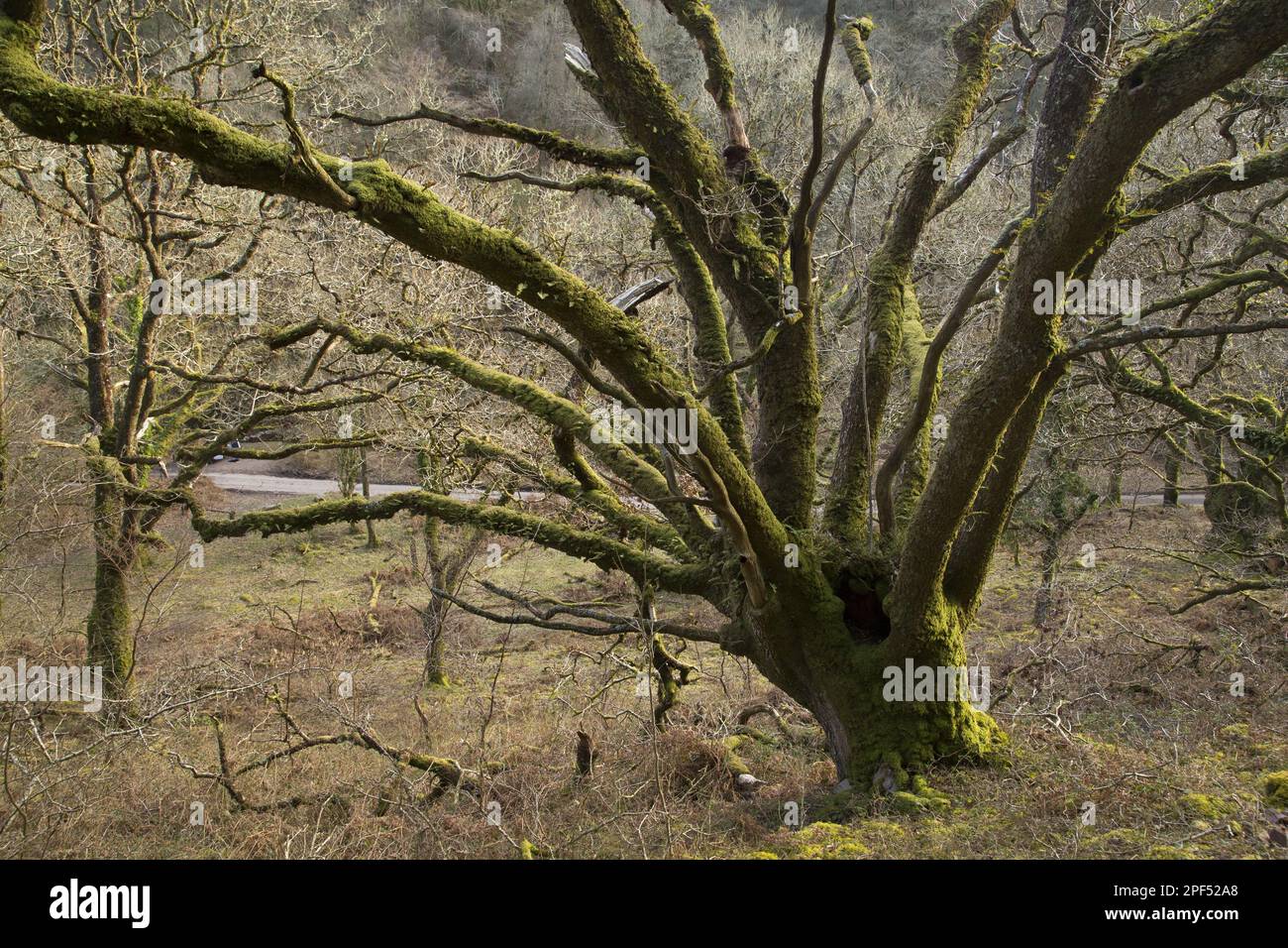 Wachstumsgewohnheit von Sesseleichen (Quercus petraea), alte pollarbäume im Wald, Cloutsham, Dunkery Beacon, Dunkery Hill, Exmoor, Somerset, England, Vereint Stockfoto