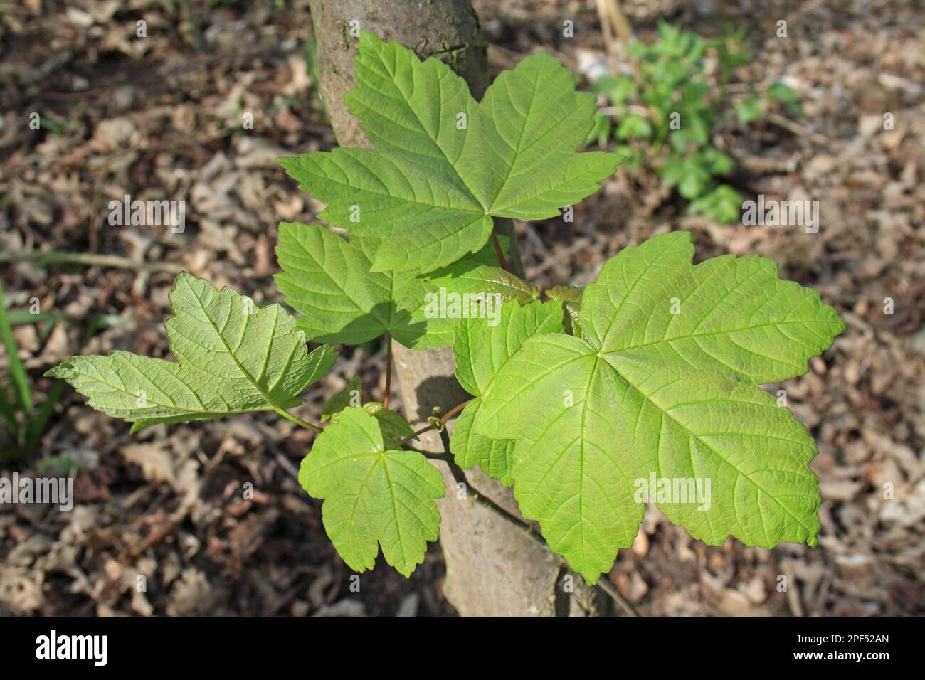 Sycamore (Acer pseudoplatanus) Nahaufnahme der Blätter, die im Wald wachsen, Vicarage Plantation, Mendlesham, Suffolk, England, Vereinigtes Königreich Stockfoto