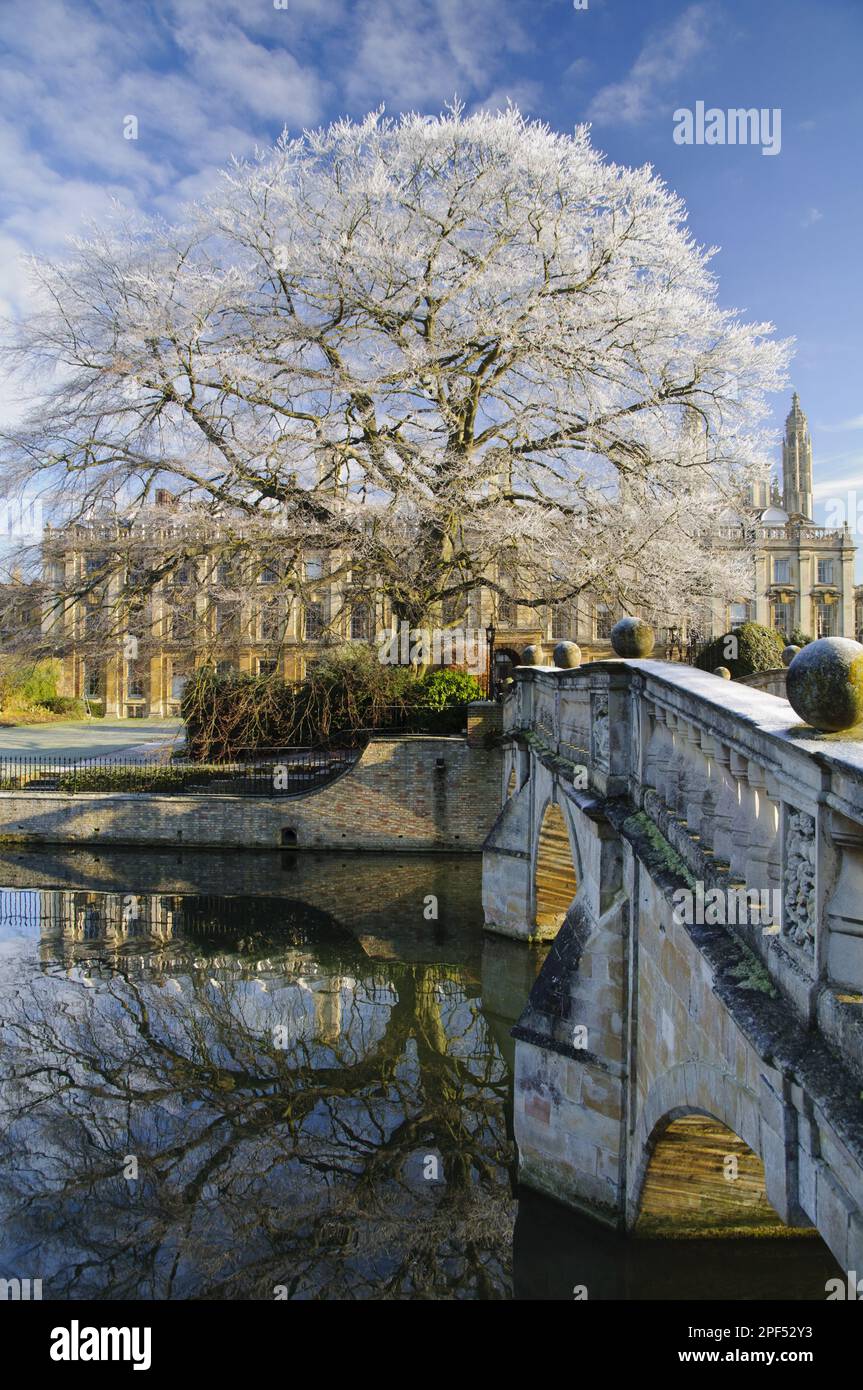 Blick auf den Fluss, die Brücke, den reifen Common Beech (Fagus sylvatica) Baum und die College-Gebäude in Frost, Clare Bridge, Clare College, River Cam, Cambridge Stockfoto