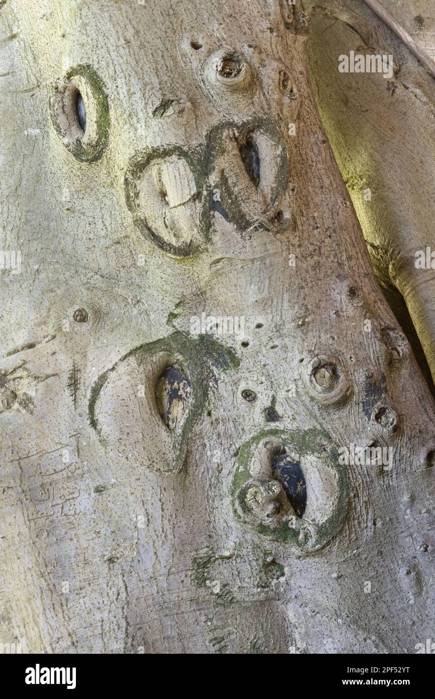 Waldfeige (Ficus craterostoma) Nahaufnahme des Stamms aus der Luft, Kirstenbosch National Botanical Garden, Kapstadt, Westkap, Süden Stockfoto