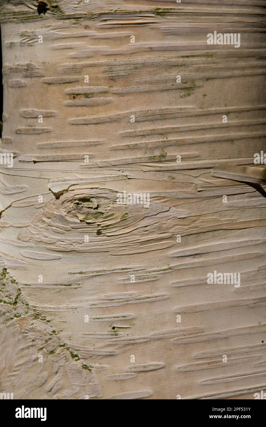 Erman-Birkenrinde (Betula ermanii) Stockfoto