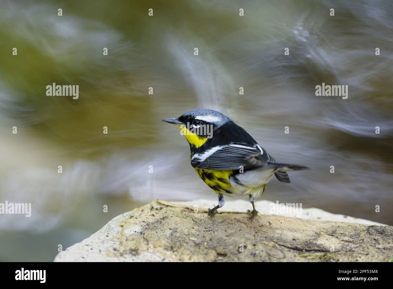 Dendroica Magnolia, Magnolia-Warbler (Setophaga Magnolia), Singvögel, Tiere, Vögel, Magnolia Warbler männlich, auf einem Felsen am Flussufer stehend Stockfoto