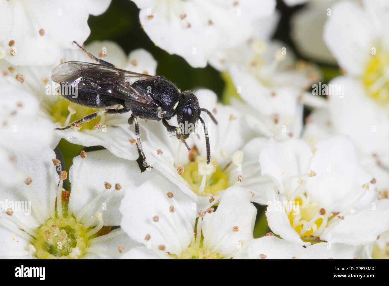 Haarige Biene mit gelbem Gesicht (Hylaeus hyalinatus), weiblich, gefüttert von Spiraea (Spiraea sp.) Blumen im Garten, Powys, Wales, Großbritannien Stockfoto