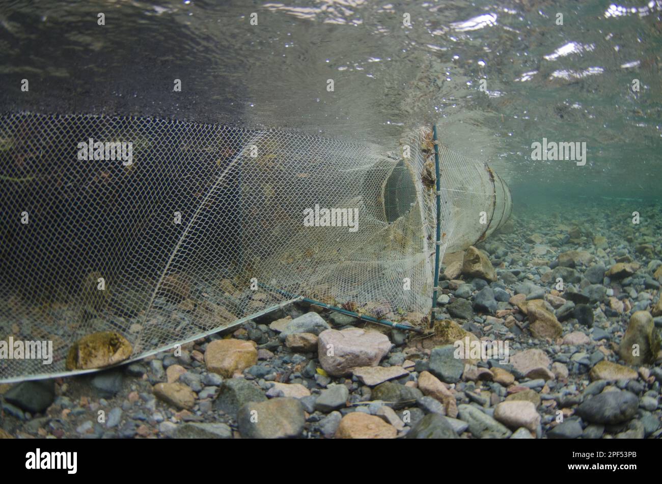 Arktissaat (Salvelinus alpinus), Netz zum Fang von Fischen im Rahmen eines Wiederauffüllungsprojekts, Unterwasser in einem Fluss, der in einen Gletschersee fließt während Stockfoto