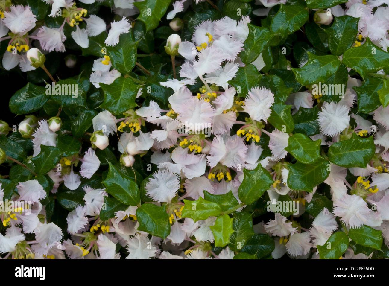 Miniatur Holly (Malpighia coccigera) Nahaufnahme von Blättern und Blumen, Palawan Island, Philippinen Stockfoto