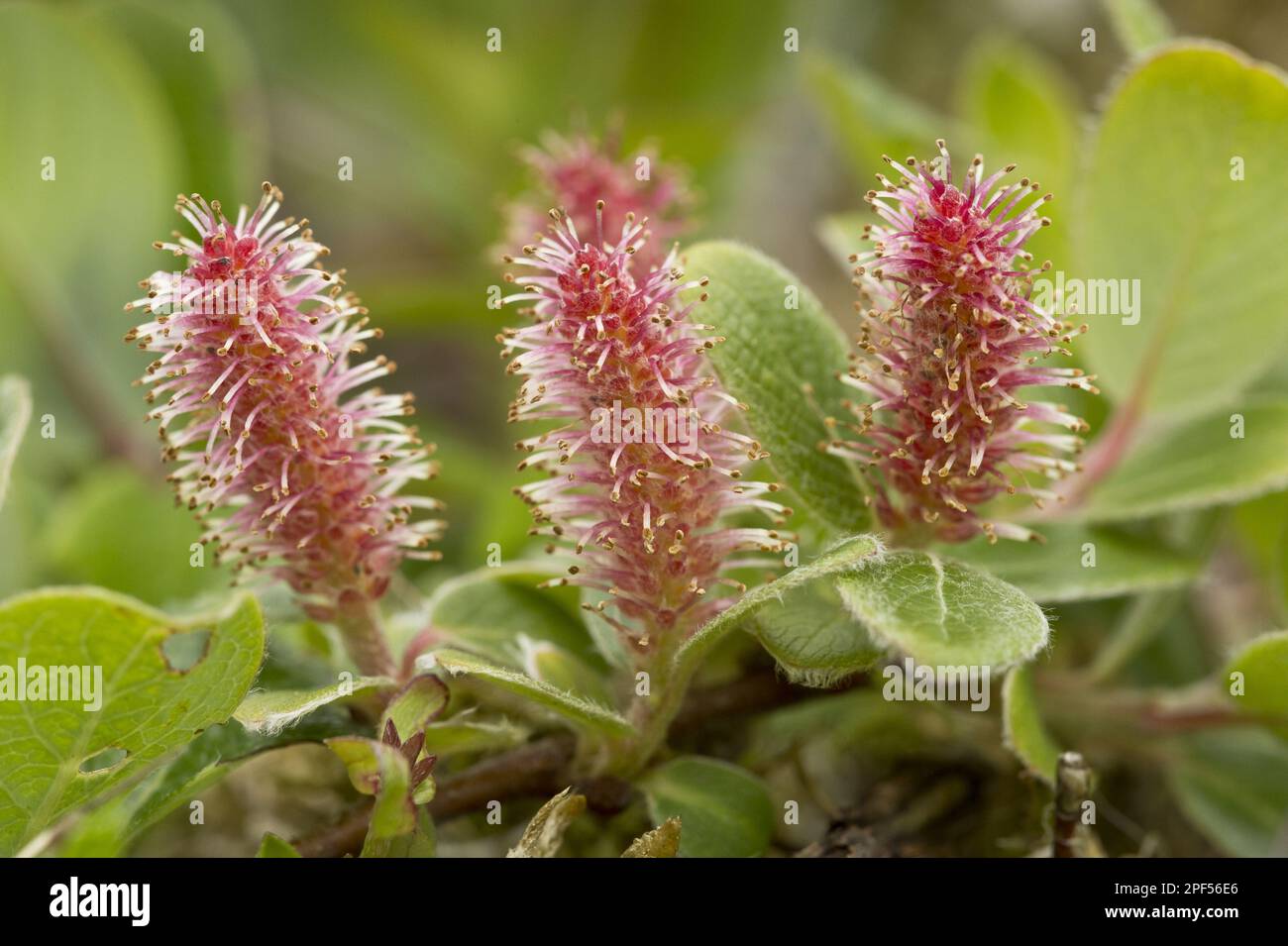 Graue Weide (Salix glauca), arktische Grauweide, Graue Weide mit Katzenmuscheln, die auf Tundra angebaut wird, Neufundland, Kanada Stockfoto