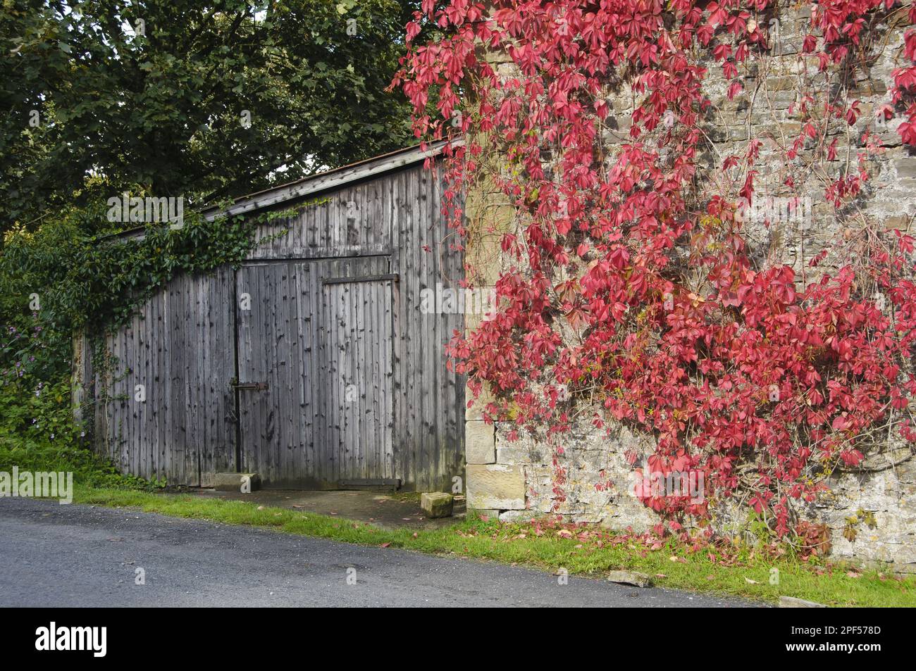 Herbstfärbung der Blätter von Virginia virginia creeper (Parthenocissus quinquefolia), klettern auf eine Mauer eines Steingebäudes, Whitewell, Lancashire, Stockfoto