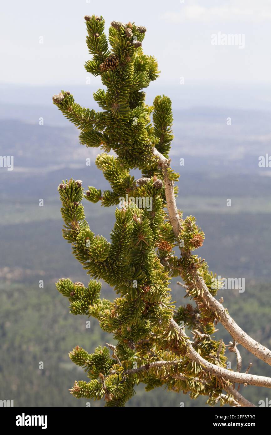 Große Becken Bristlecone Pinie (Pinus longaeva), Longleaf Kiefer, westliche Kiefer, Pinienfamilie, antike Bristlecone Kiefer Nahaufnahme von Kegel und Utah Ameria Stockfoto