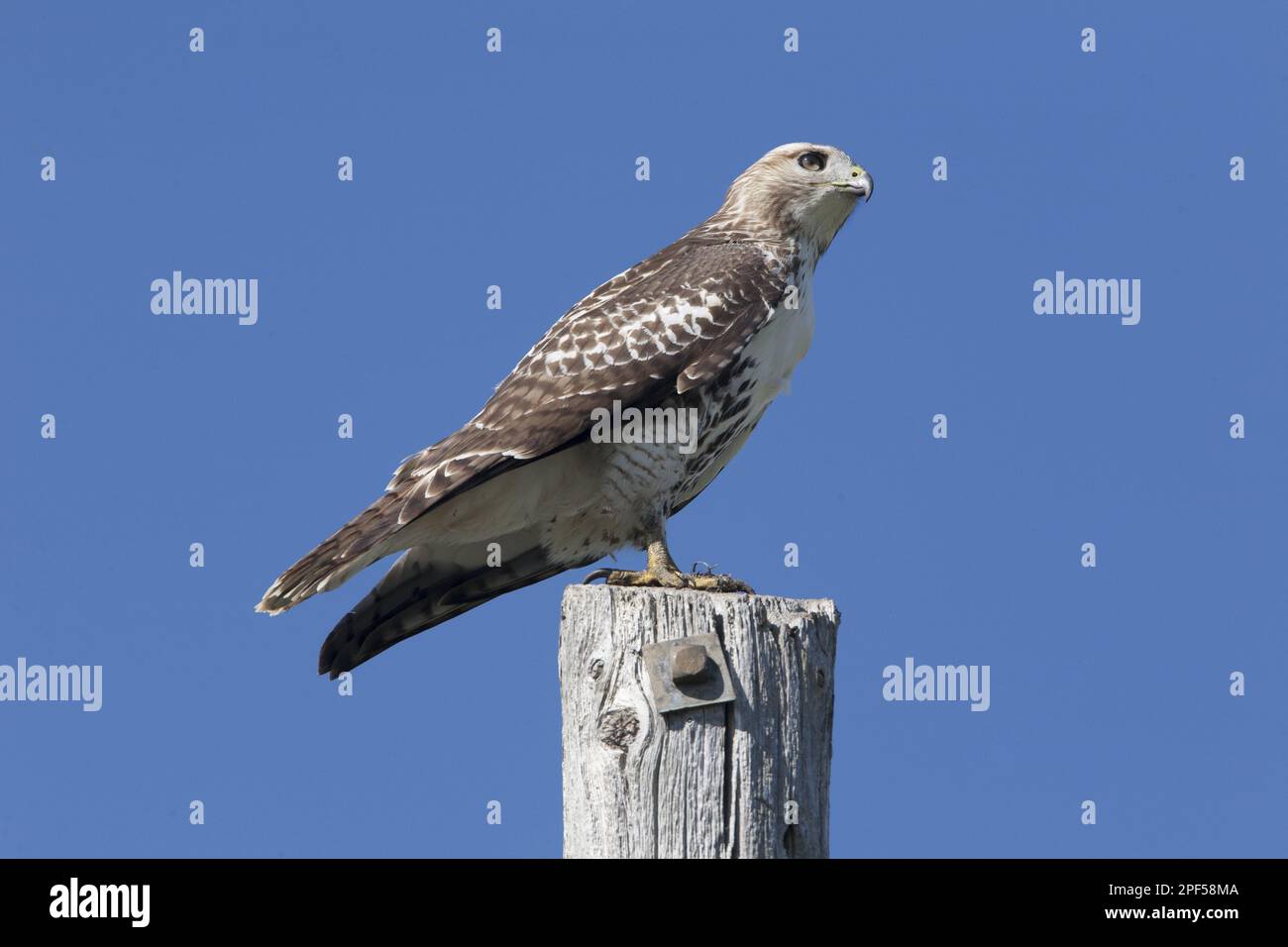 Rotschwanzfalke (Buteo jamaicensis), Jungfisch, auf dem Posten, North Dakota (U.) S.A. Stockfoto
