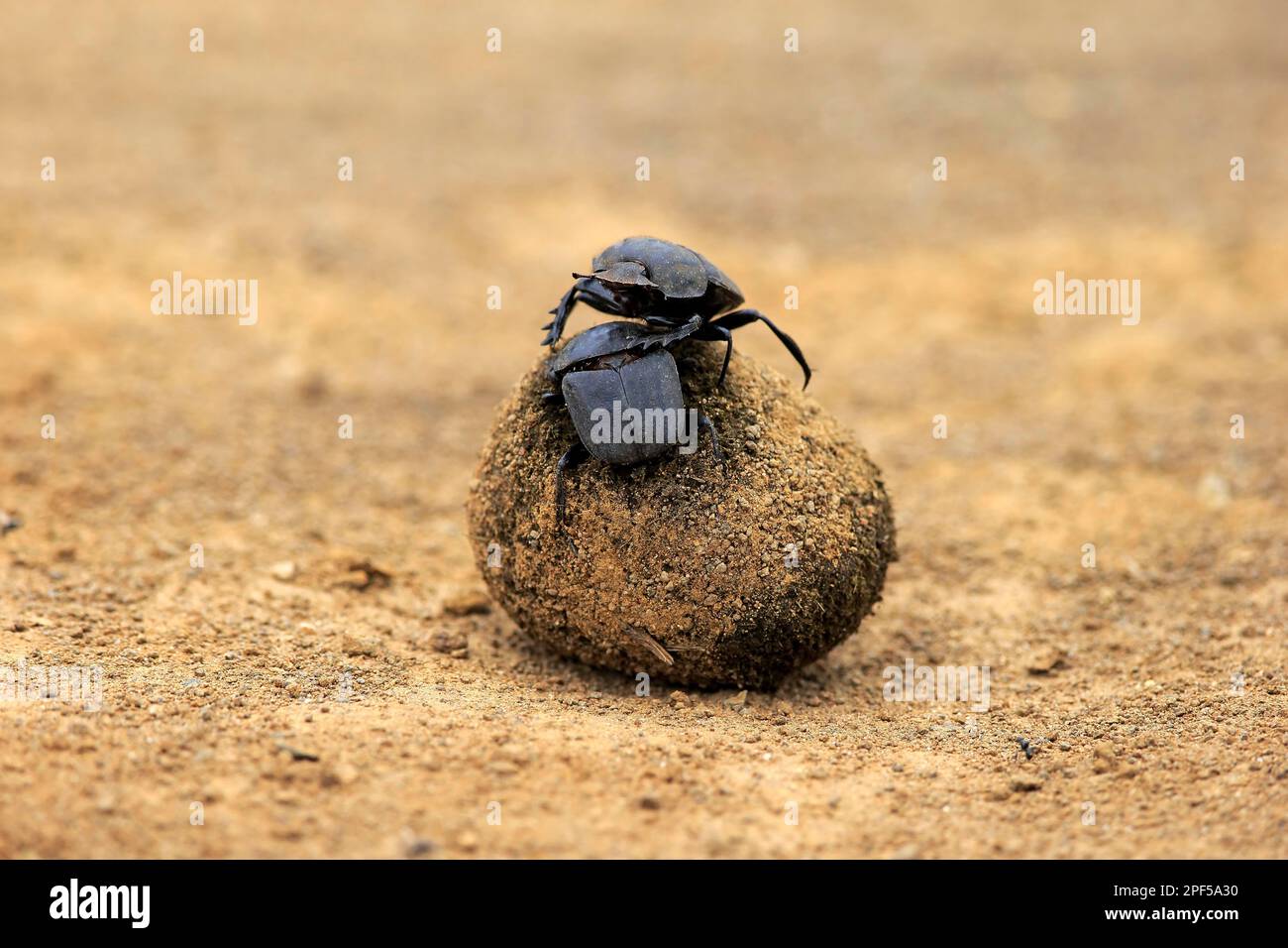 Dungkäfer (Scarabaeus sacer), erwachsenes Paar rollender Elefantendung zum Legen von Eiern, Isimangaliso Wetland Park, Kwazulu Natal, Dungkäfer Stockfoto