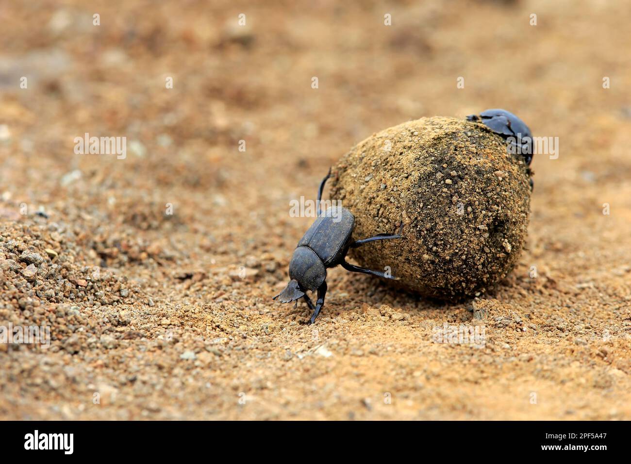 Dungkäfer (Scarabaeus sacer), erwachsenes Paar rollender Elefantendung zum Legen von Eiern, Isimangaliso Wetland Park, Kwazulu Natal, Dungkäfer Stockfoto