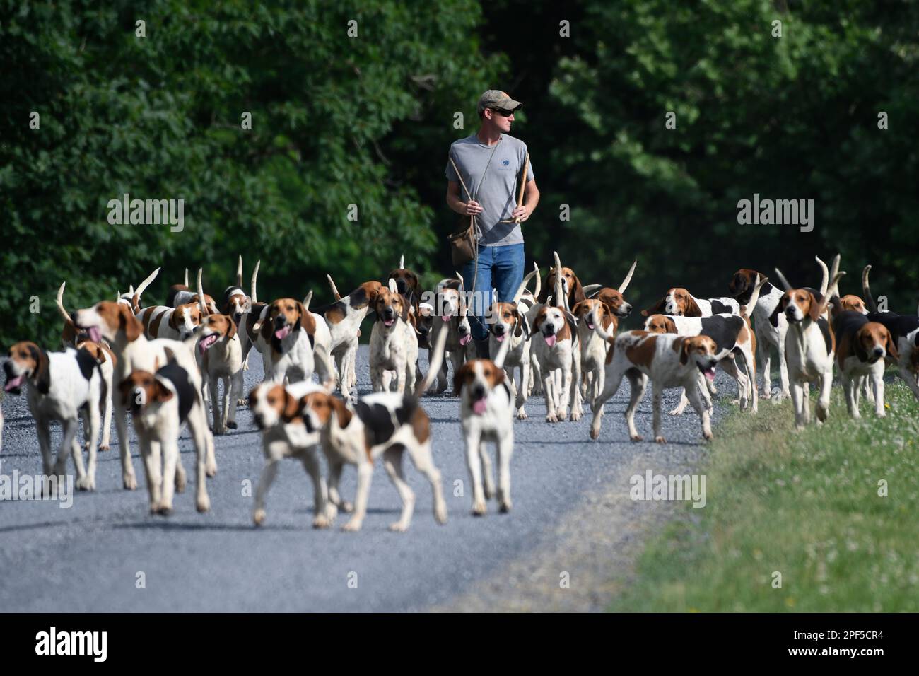 UNITED STATES - Mai 30, 2019: Jordanien Hicks das Piemont Fox Hounds nehmen für einen Spaziergang nach dem Frühstück nach unten Newlin Mill Road zu einem bevorzugten Schwimmen Loch. Stockfoto