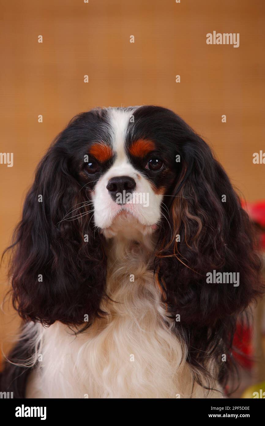 Kavalier König Charles Spaniel, dreifarbig, 2 Jahre alt Stockfoto