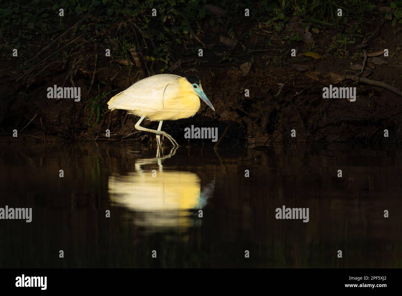 Ein Kappenreiher (Pilherodius pileatus) aus Nord-Pantanal, Brasilien Stockfoto