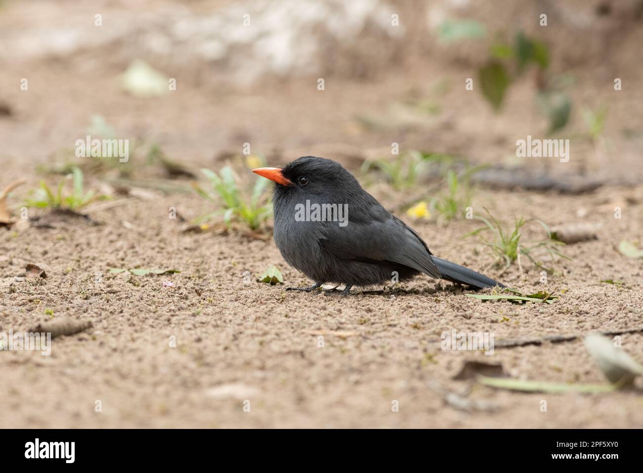 Ein Nunbird mit schwarzer Front (Monasa nigrifrons) auf dem Boden, North Pantanal, Brasilien Stockfoto