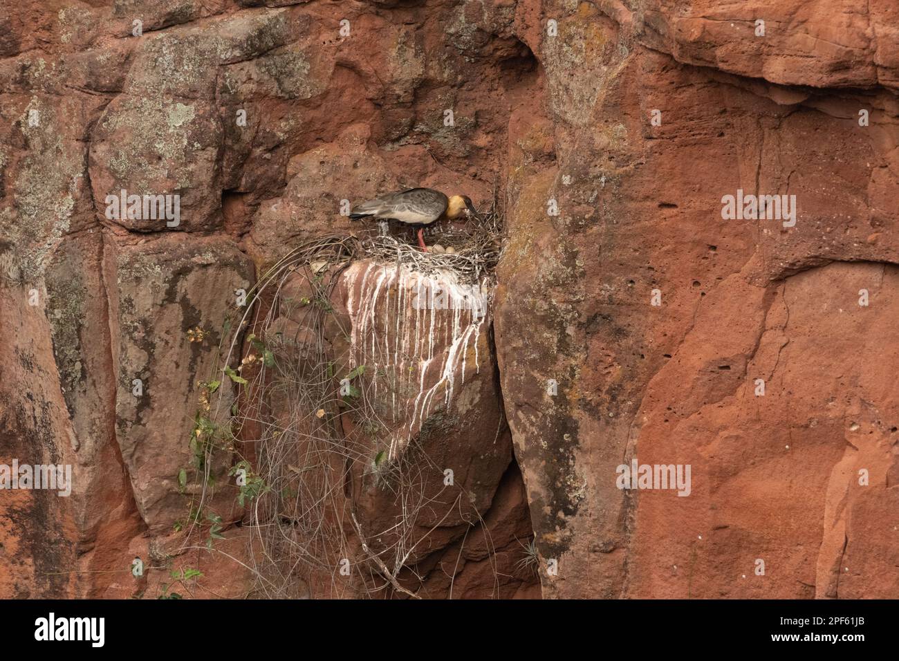 Ein Buff-Nacken-Ibis (Theristicus caudatus), das auf einer vertikalen Sandsteinwand in Mittelbrasilien nistet Stockfoto