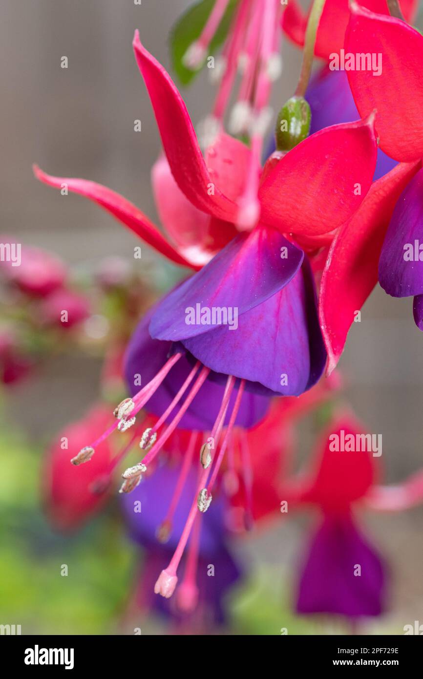 Rote Sepalen und lila Blütenblätter sorgen für ein lebendiges Display, wenn Fuchsia blüht. Stockfoto