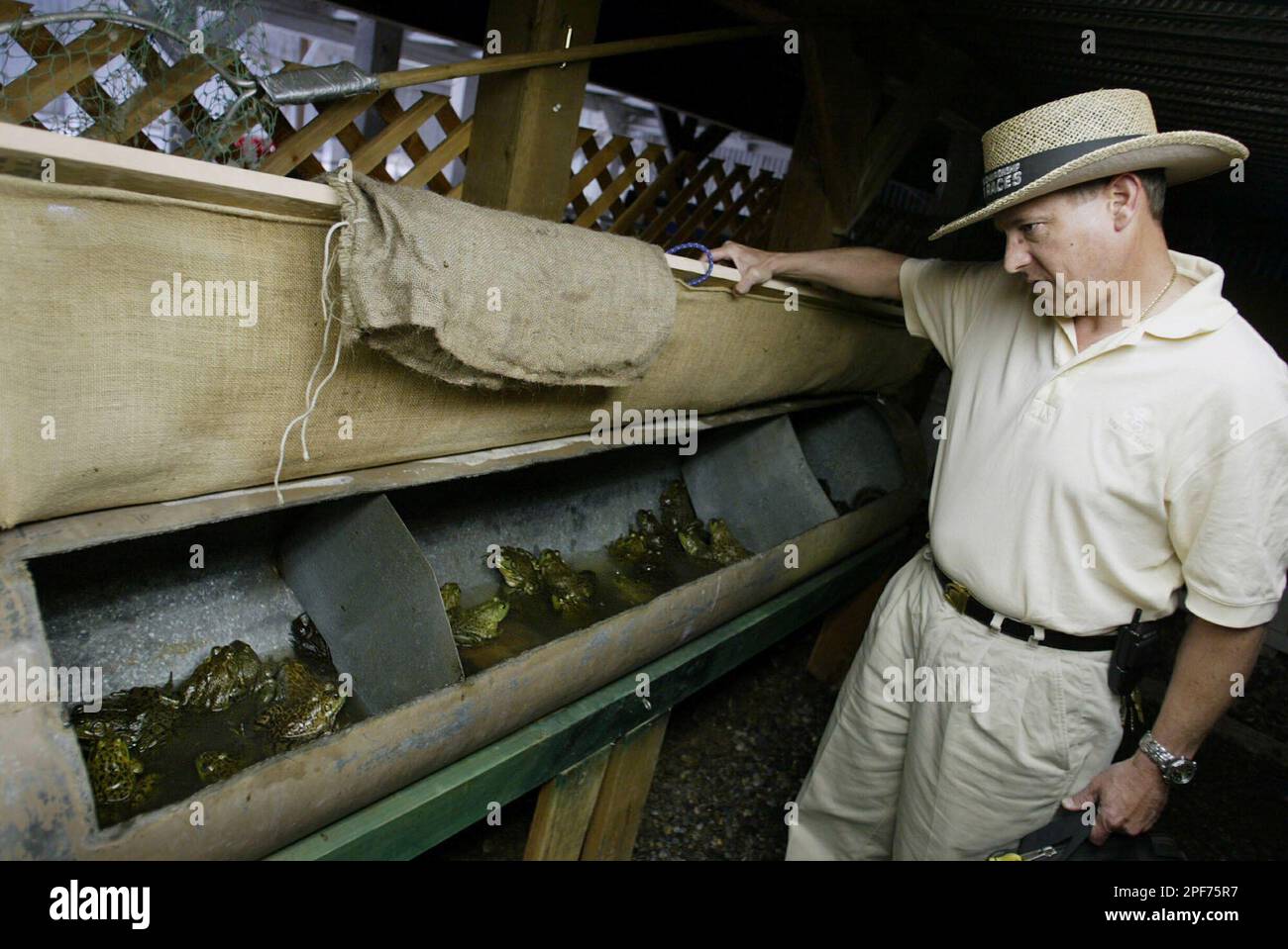 California Department of Fish and Game, Associate Fisheries biologist Stafford Lehr looks at holding pens for jumping frogs during the kids competition of the 75th Annual Jumping Frog Jubilee at the 2003 Calaveras County Fair in Angels Camp, Calif., Thursday, May 15, 2003. He and Fish and Game official Ed Pert toured the 75th annual contest this week, seeking ways to minimize the potential spread of disease and avoid seeding the aggressive nonnative bullfrogs into the few remaining locations where native red-legged and yellow-legged frogs survive. (AP Photo/Dino Vournas) Stockfoto