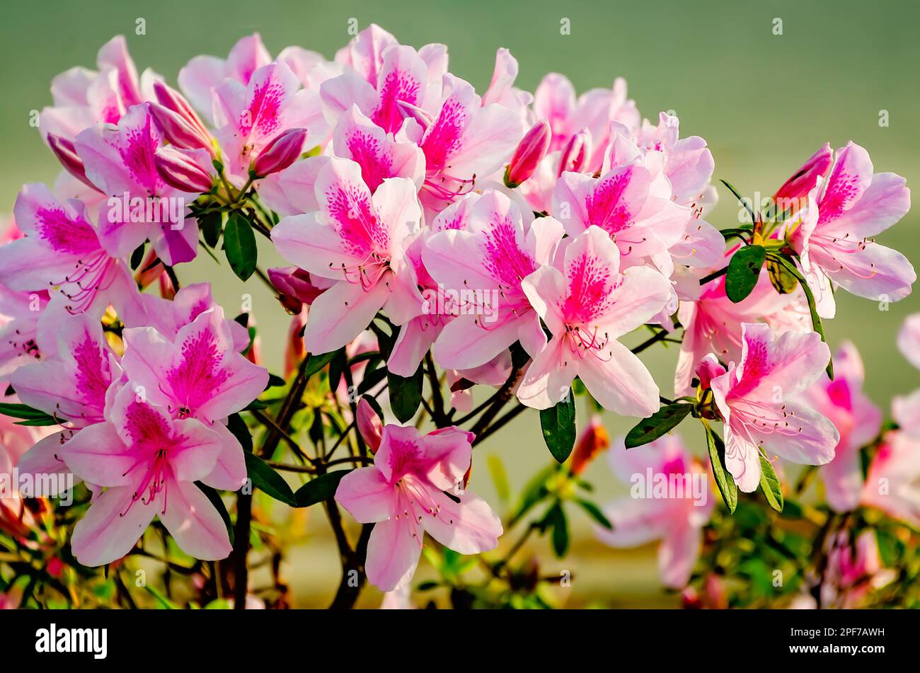 Südindische Azaleen (Rhododendron indicum) blühen in der Innenstadt von Mobile, 8. März 2023, in Mobile, Alabama. Mobile ist als Azalea City bekannt. Stockfoto