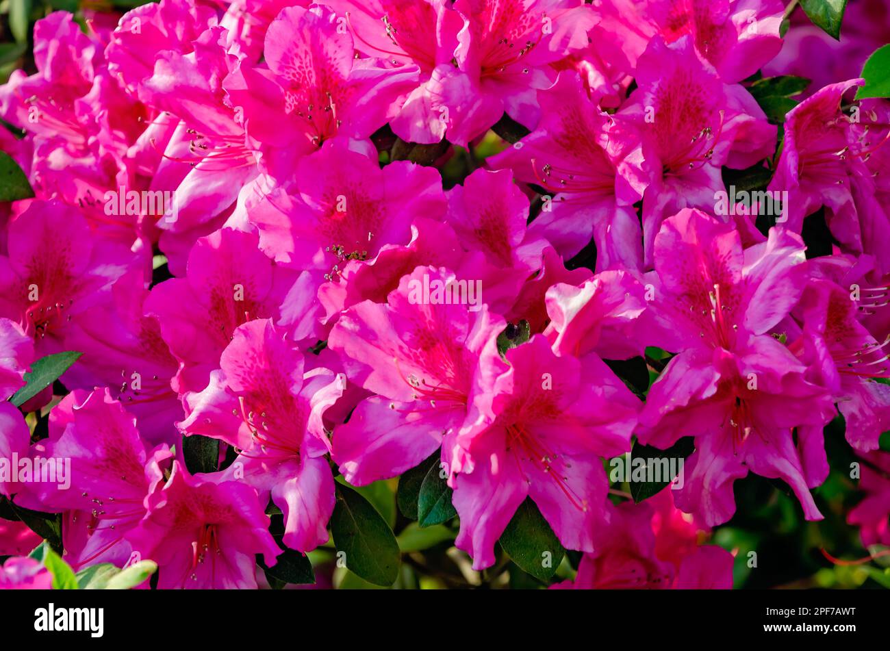 Südindische Azaleen (Rhododendron indicum) blühen in der Innenstadt von Mobile, 8. März 2023, in Mobile, Alabama. Mobile ist als Azalea City bekannt. Stockfoto