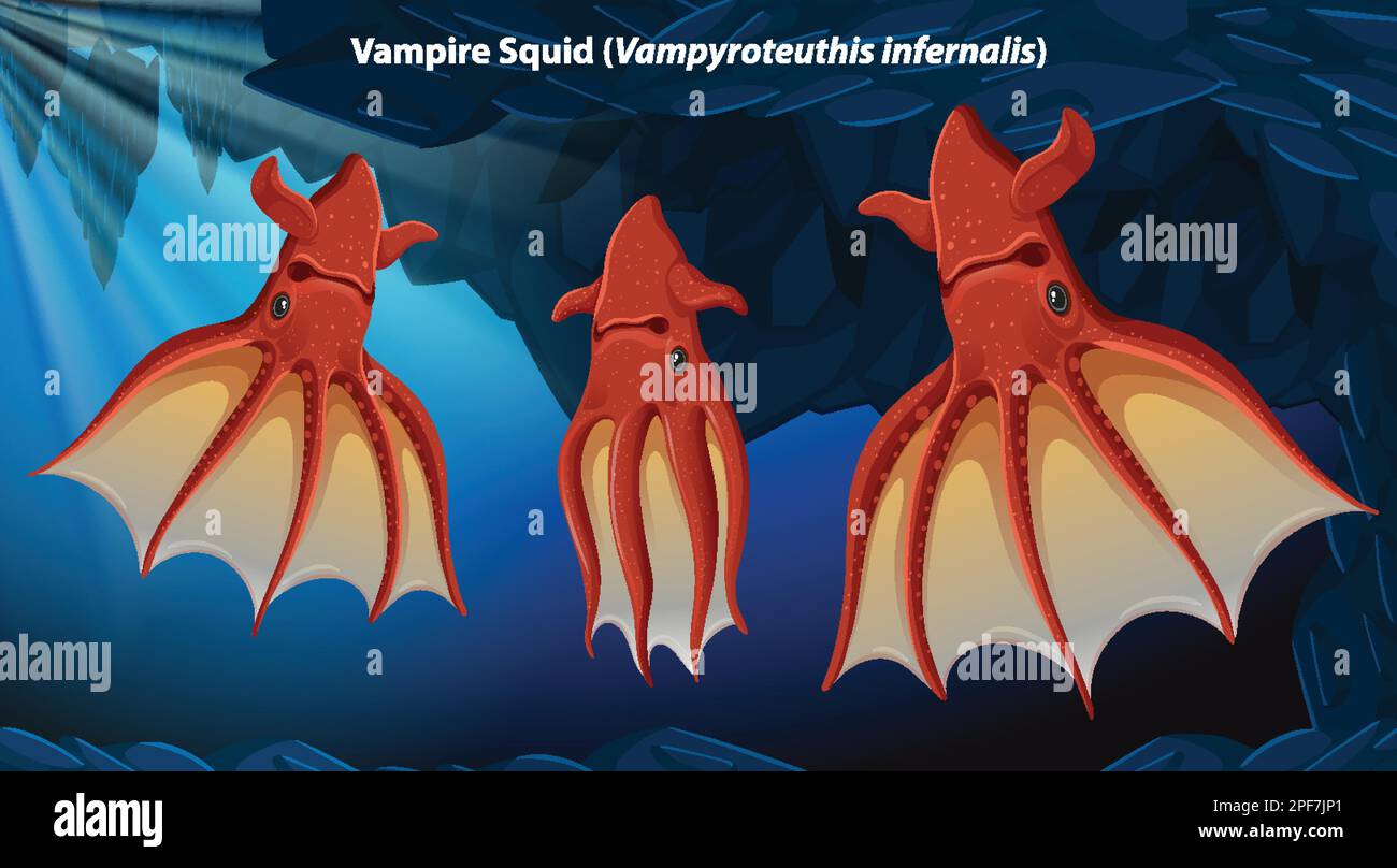 Vampir-Tintenfisch (Vampyroteuthis infernalis) Illustration Stock Vektor