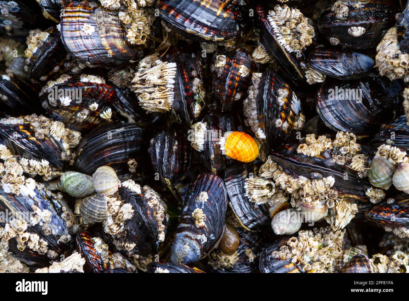 Eine Nahaufnahme kalifornischer Muscheln (Mytilus californianus), strohgedeckten und Eicheln und nördlich gestreifte Hundelwinkeln, darunter eine in leuchtend Orange Stockfoto