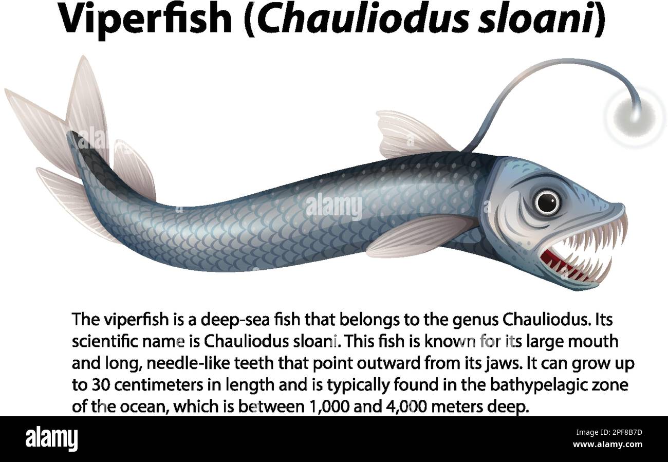 Viperfish (Chauliodus sloani) mit informativer Textabbildung Stock Vektor