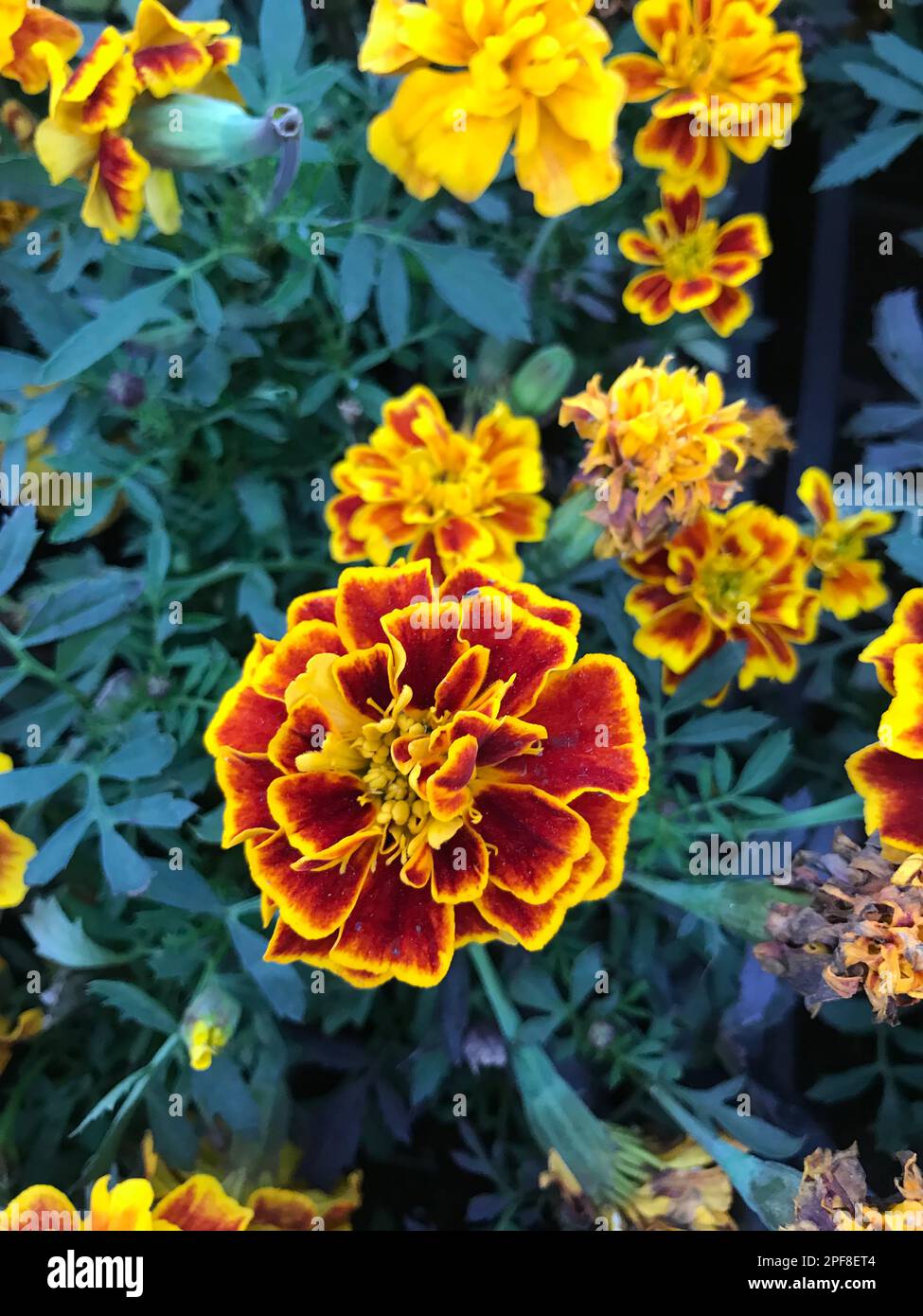 Marigold oder Tageteste (Türkisch: Kadife Cicegi) in der Natur. Stockfoto