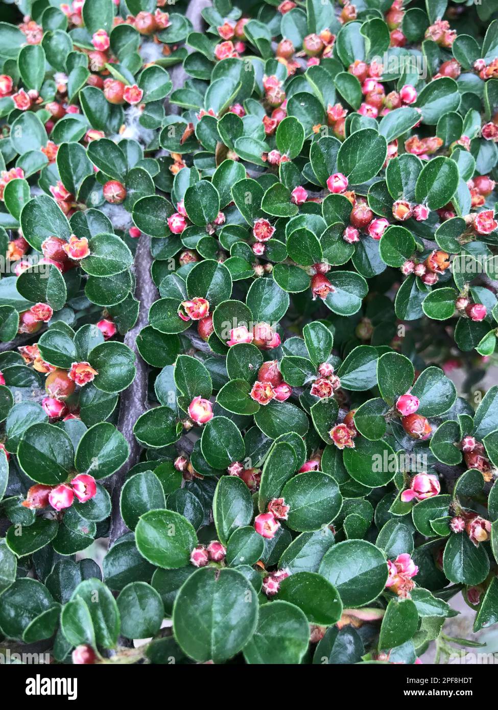 Cotoneaster horizontalis (Türkisch: DAG musmulasi) in der Natur. Stockfoto