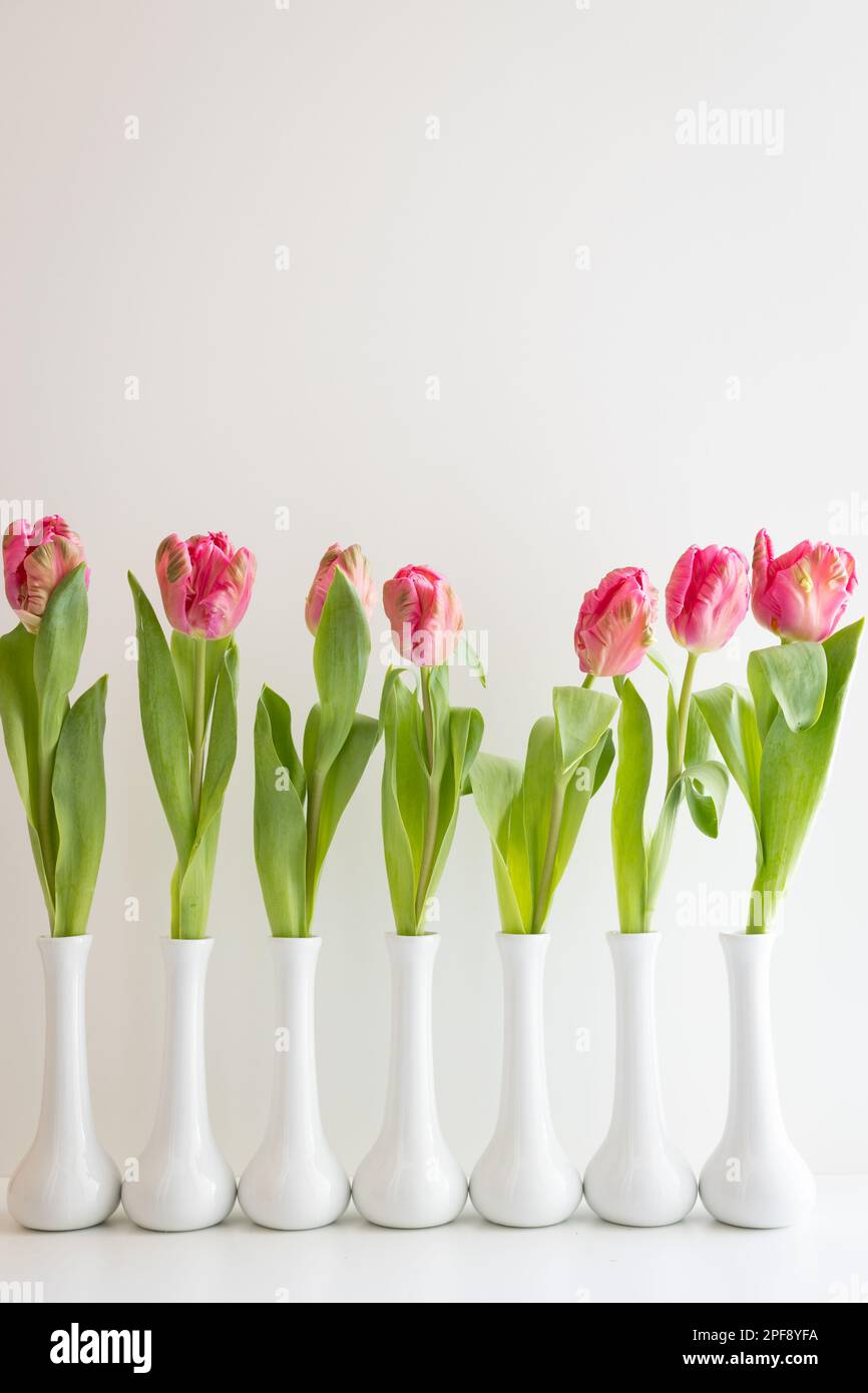 Frische pinkfarbene Tulpen in weißen Stielvasen auf weißem Hintergrund mit Kopierbereich Stockfoto