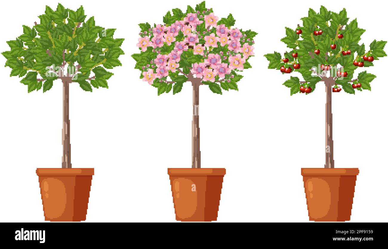 Darstellung der Phasen des Cherry Tree Growth Vector Stock Vektor