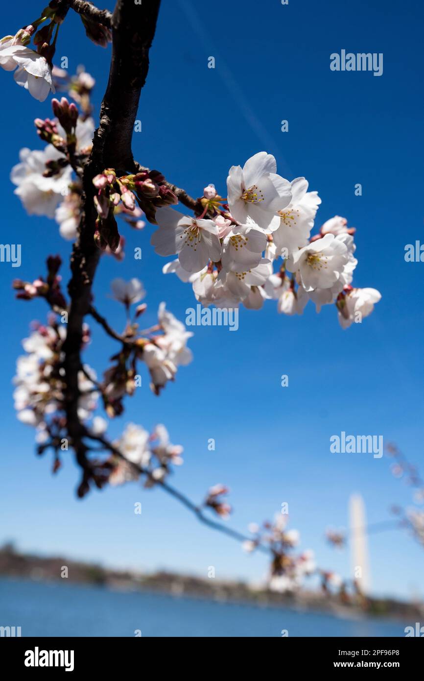 Washington, USA. 16. März 2023. Das Foto wurde am 16. März 2023 aufgenommen und zeigt Kirschblüten im Tidal Basin in Washington, DC, USA. Kredit: Liu Jie/Xinhua/Alamy Live News Stockfoto