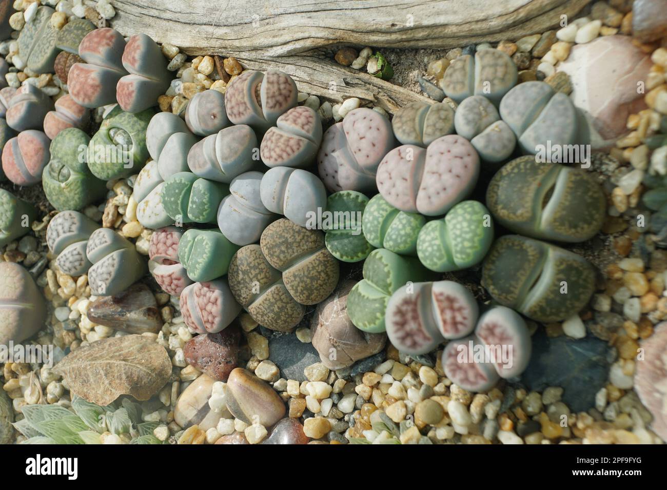 Nahaufnahme des Werks Lithops, auch bekannt als lebende Steine aus dem südlichen Afrika Stockfoto