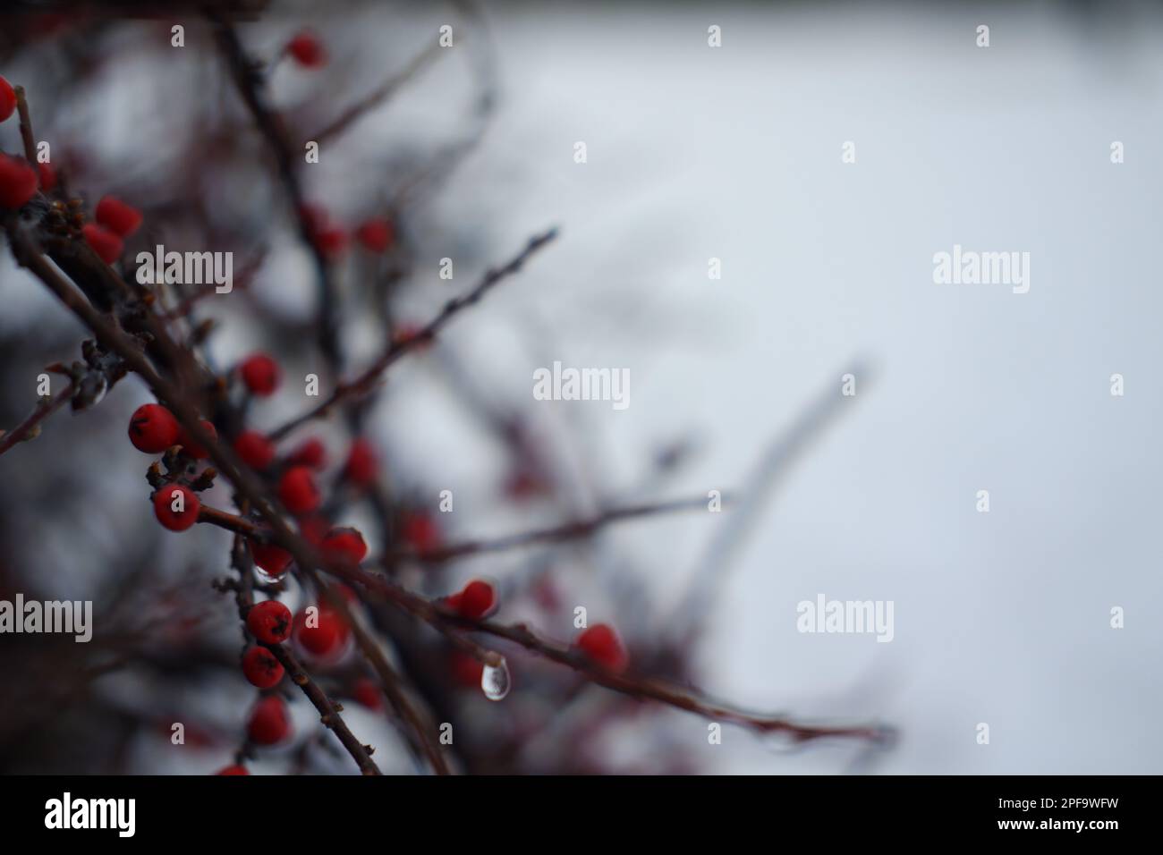 Schneeflächen auf einem Busch im Winter Stockfoto
