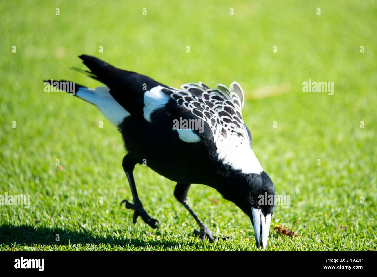 Australische Elster im Gras Stockfoto
