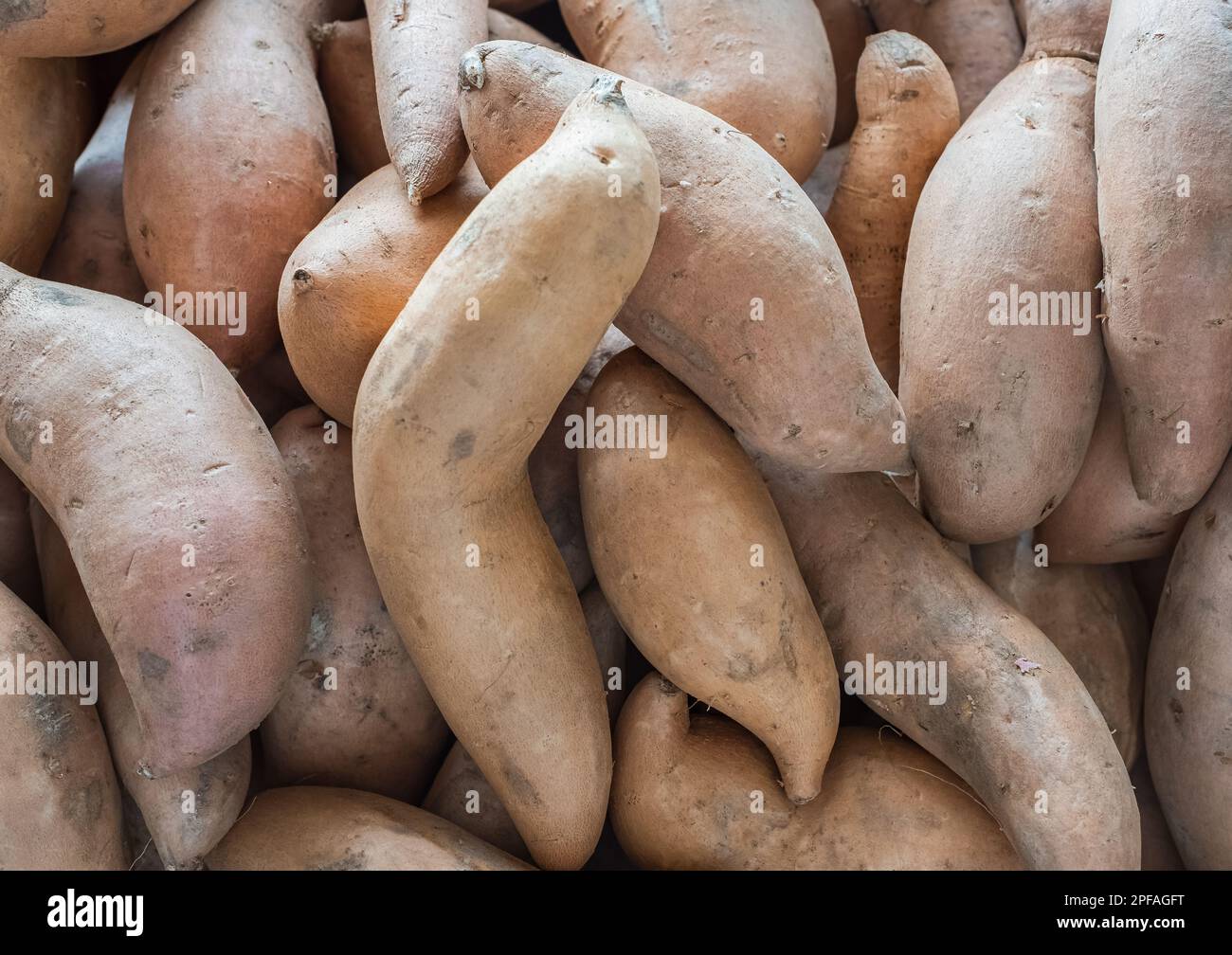 Süßkartoffeln für den Markt. Süße Bio-Kartoffeln Im Hintergrund. Niemand, selektiver Fokus Stockfoto