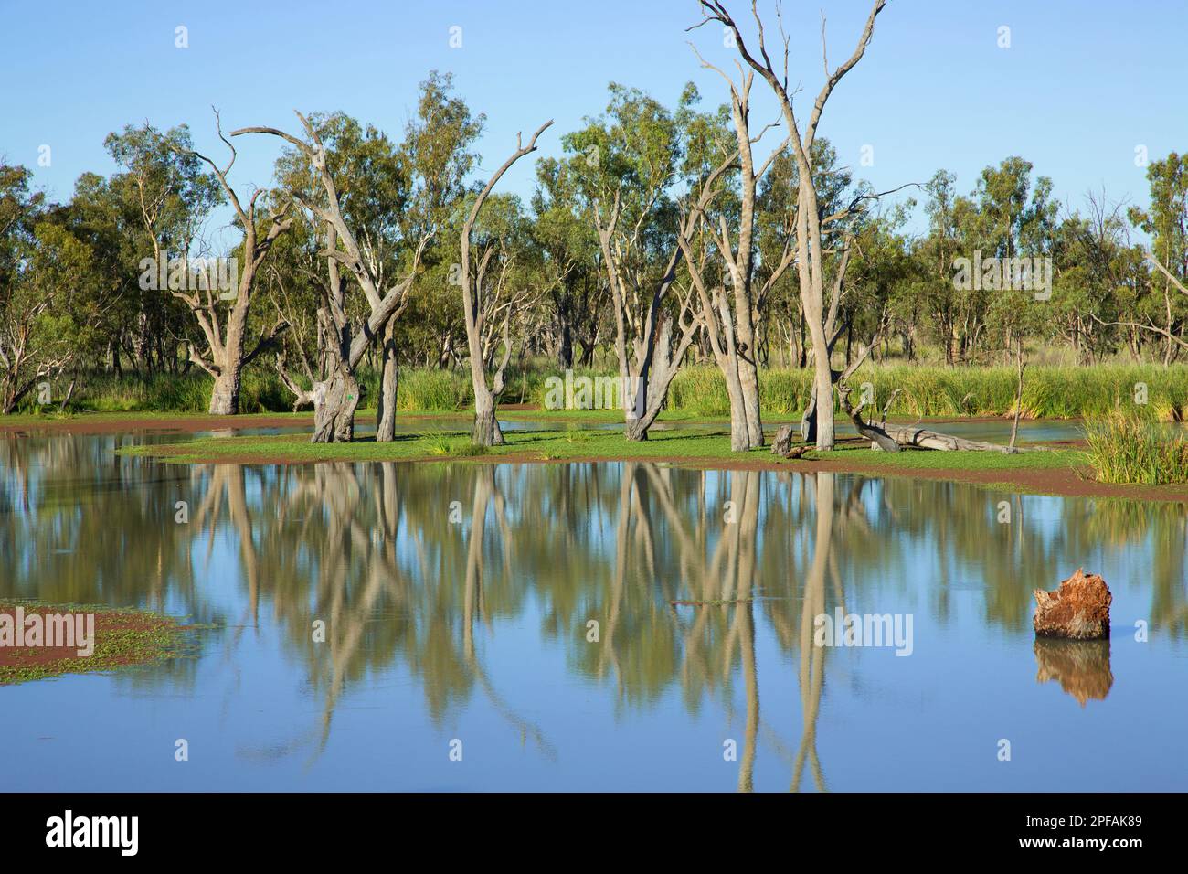 Murray River. Südaustralien. Stockfoto