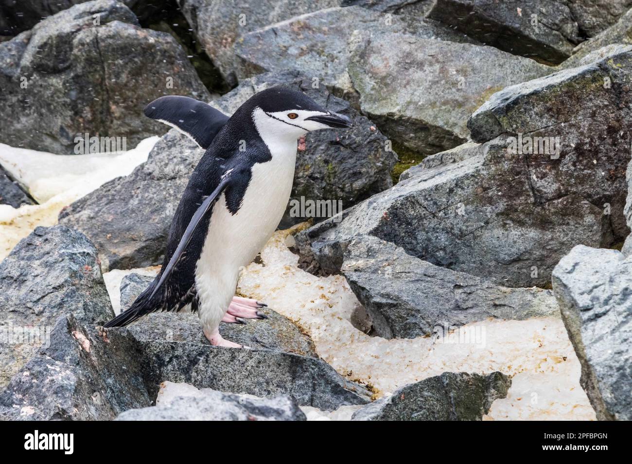 Nahaufnahme des Chinstrap Penguin (Pygoscelis antarcticus) beim Spaziergang über Felsen und Schnee. Flippers verteilt. Auf Der Antarktischen Halbinsel. Stockfoto