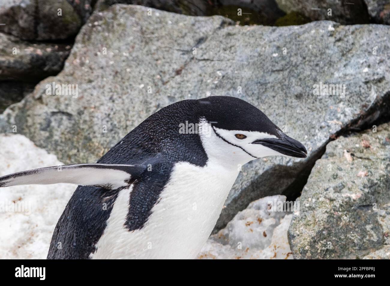 Porträtaufnahme des Chinstrap Penguin (Pygoscelis antarcticus) beim Spaziergang über Felsen und Schnee. Flippers verteilt. Auf Der Antarktischen Halbinsel. Stockfoto
