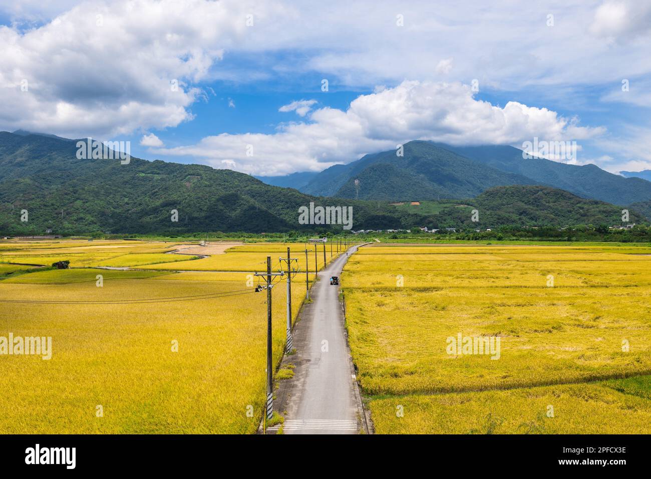 Gelbes Reisfeld von dongli in hualien, taiwan Stockfoto