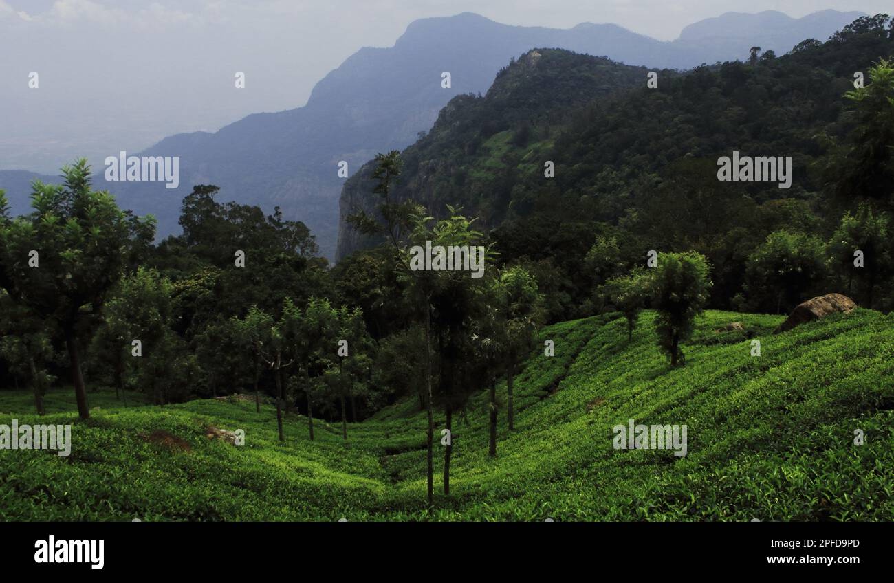 Malerische Landschaft der nilgiri Gebirgsausläufer und Plantage für grünen Tee im coonoor Teegarten in der Nähe der Ooty Hill Station in tamilnadu, südindien Stockfoto