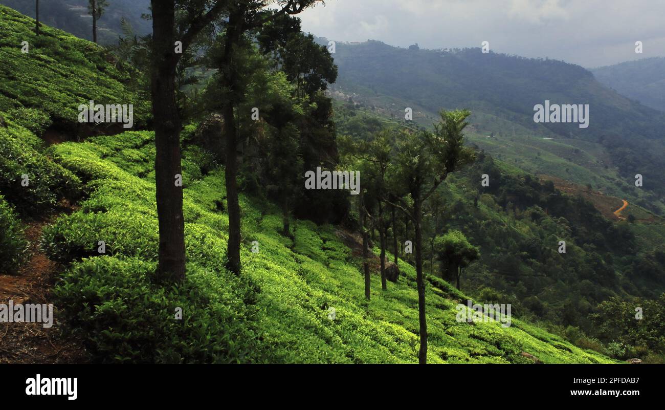 Malerische Landschaft der nilgiri Gebirgsausläufer und Plantage für grünen Tee im coonoor Teegarten in der Nähe der Ooty Hill Station in tamilnadu, südindien Stockfoto